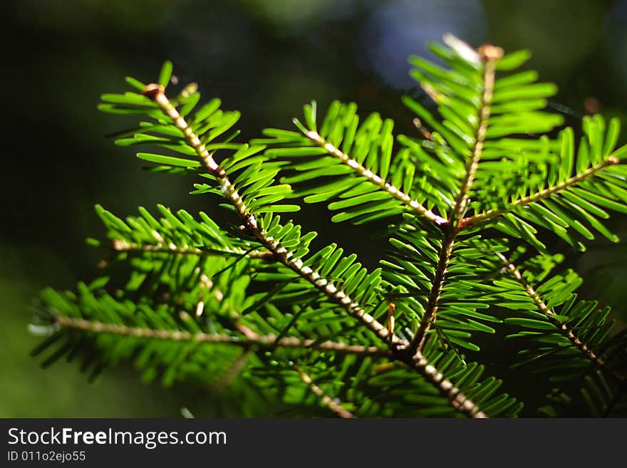 Fresh green pinetree branches in sunlight, horizontal