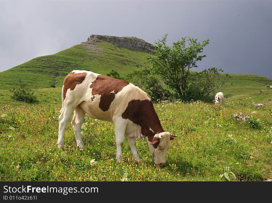 Two cows grazing in mountain meadow, horizontal. Two cows grazing in mountain meadow, horizontal.