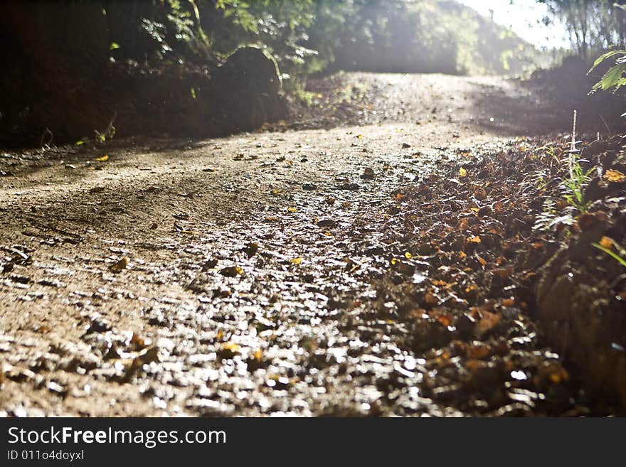 Forrest pathway on a calm morning