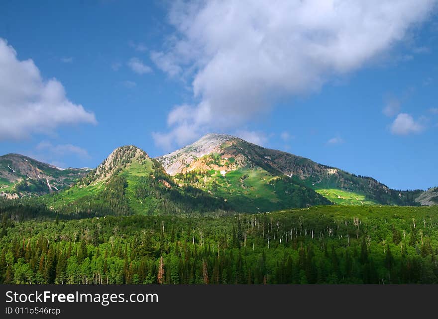 Mountain Meadow