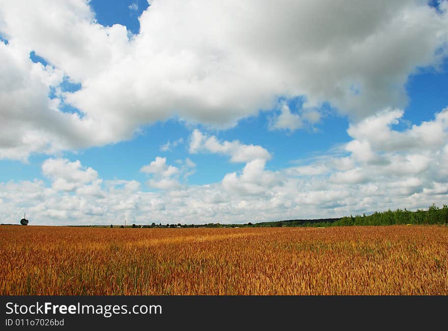 Barley field