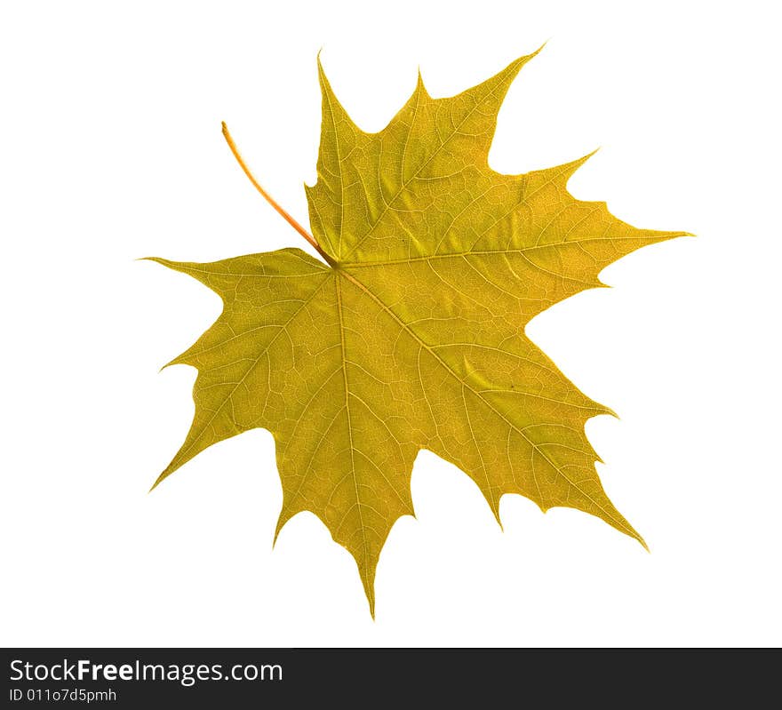 Maple leaf isolated on white