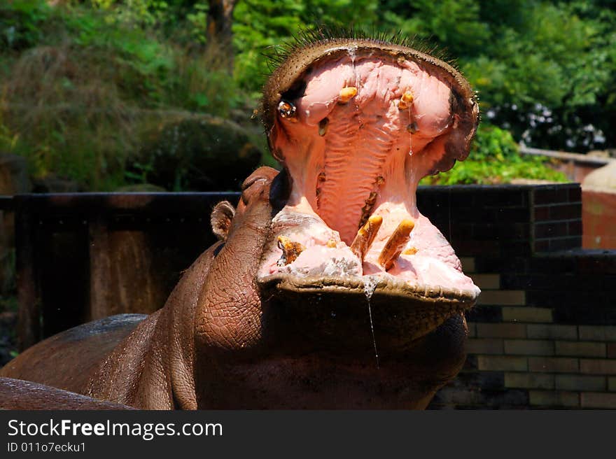 Hippo