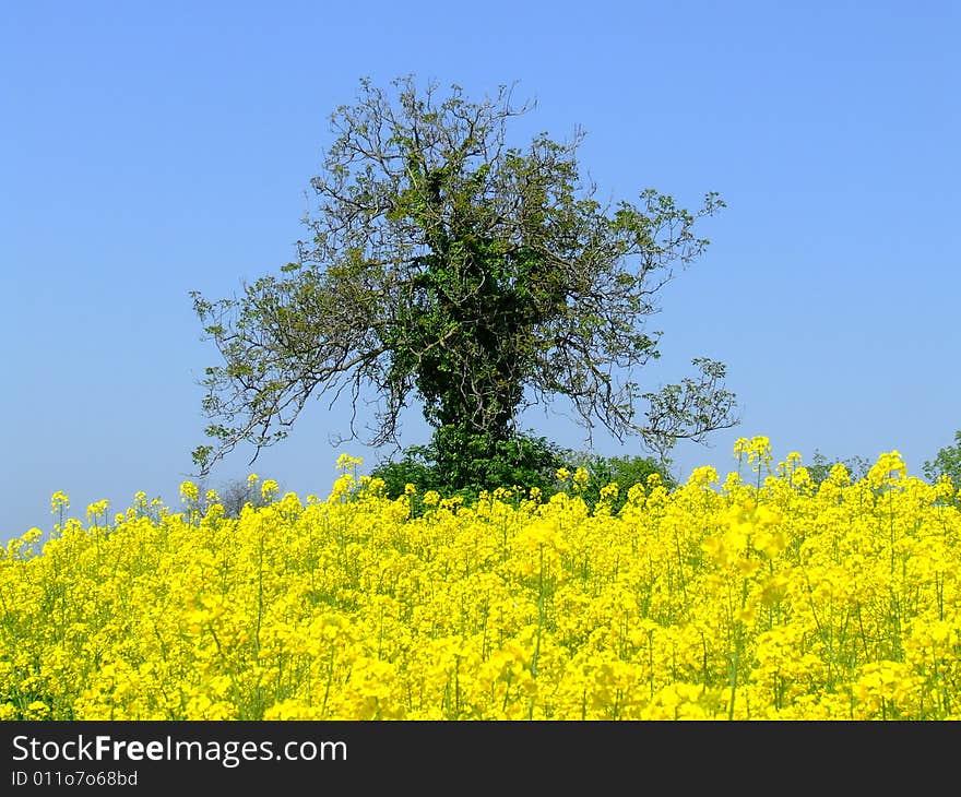 Rape And Tree