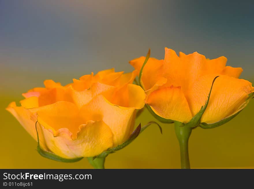 Two yellow roses on blue and green background. Two yellow roses on blue and green background