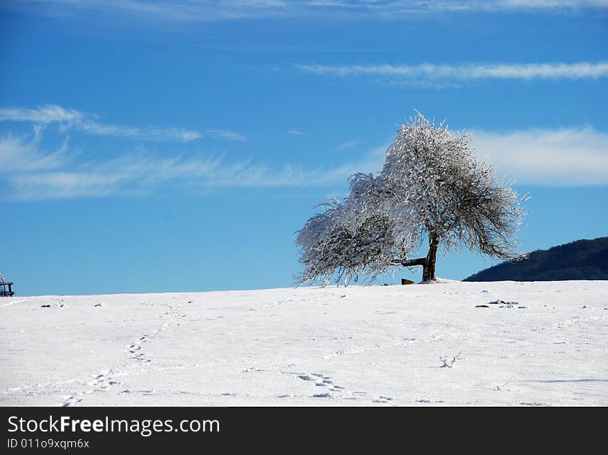 Lonely tree in winter