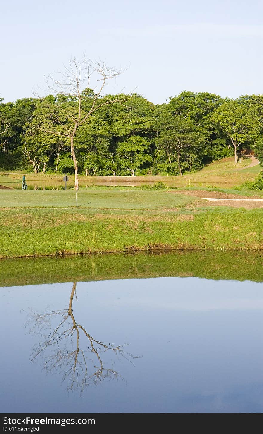 A bare tree reflected in a peaceful lake. A bare tree reflected in a peaceful lake