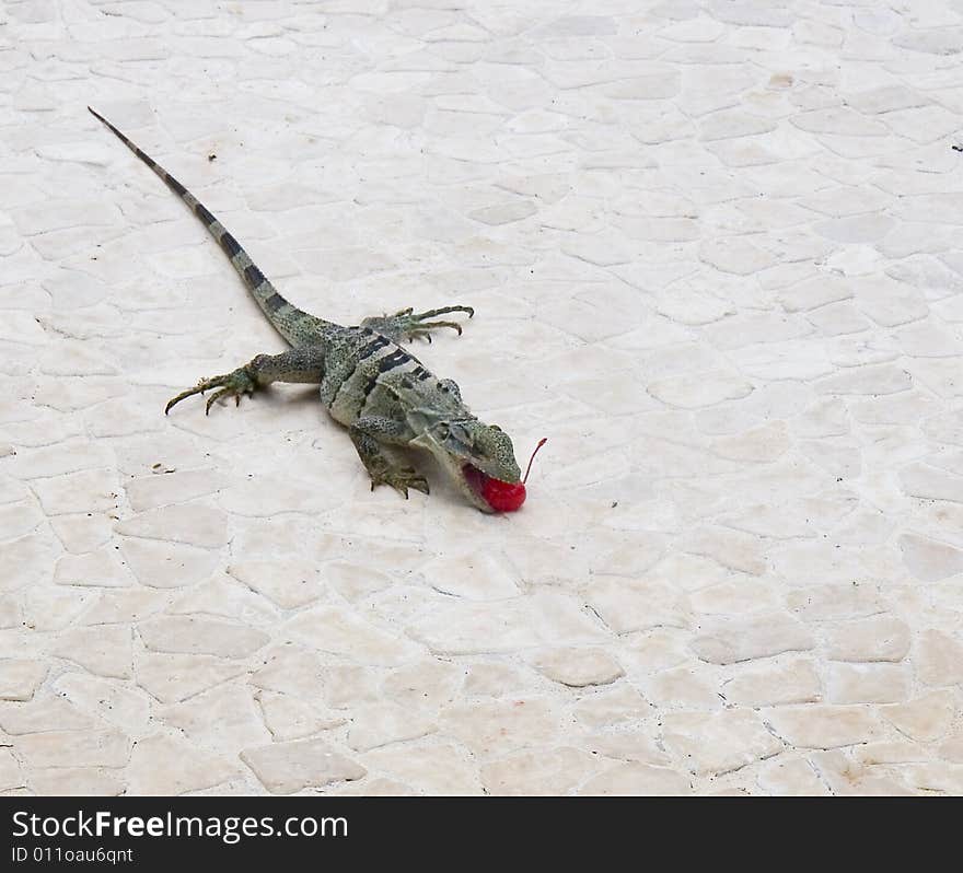 Iguana Eating Red Cherry