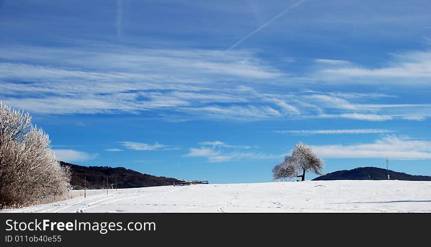 Lonely tree in winter