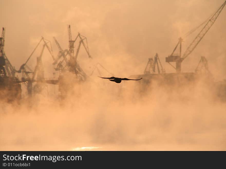 A flying bird on a urban background. A flying bird on a urban background