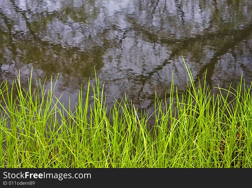 Green Grass Near The Water