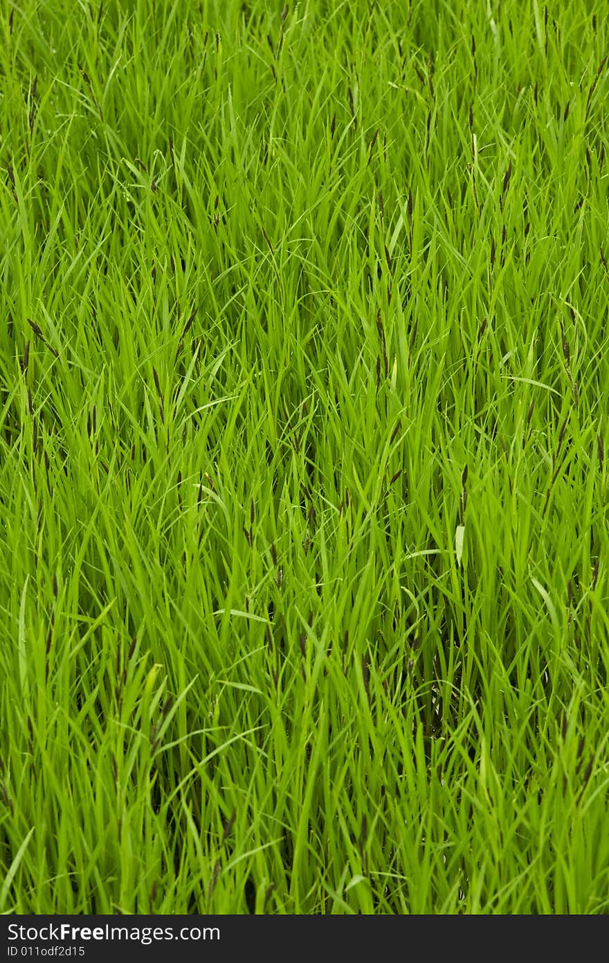 Field of a green high grass on bog. Field of a green high grass on bog