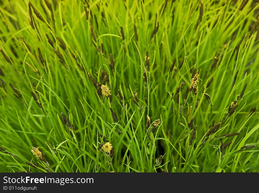 Green Grass Macro