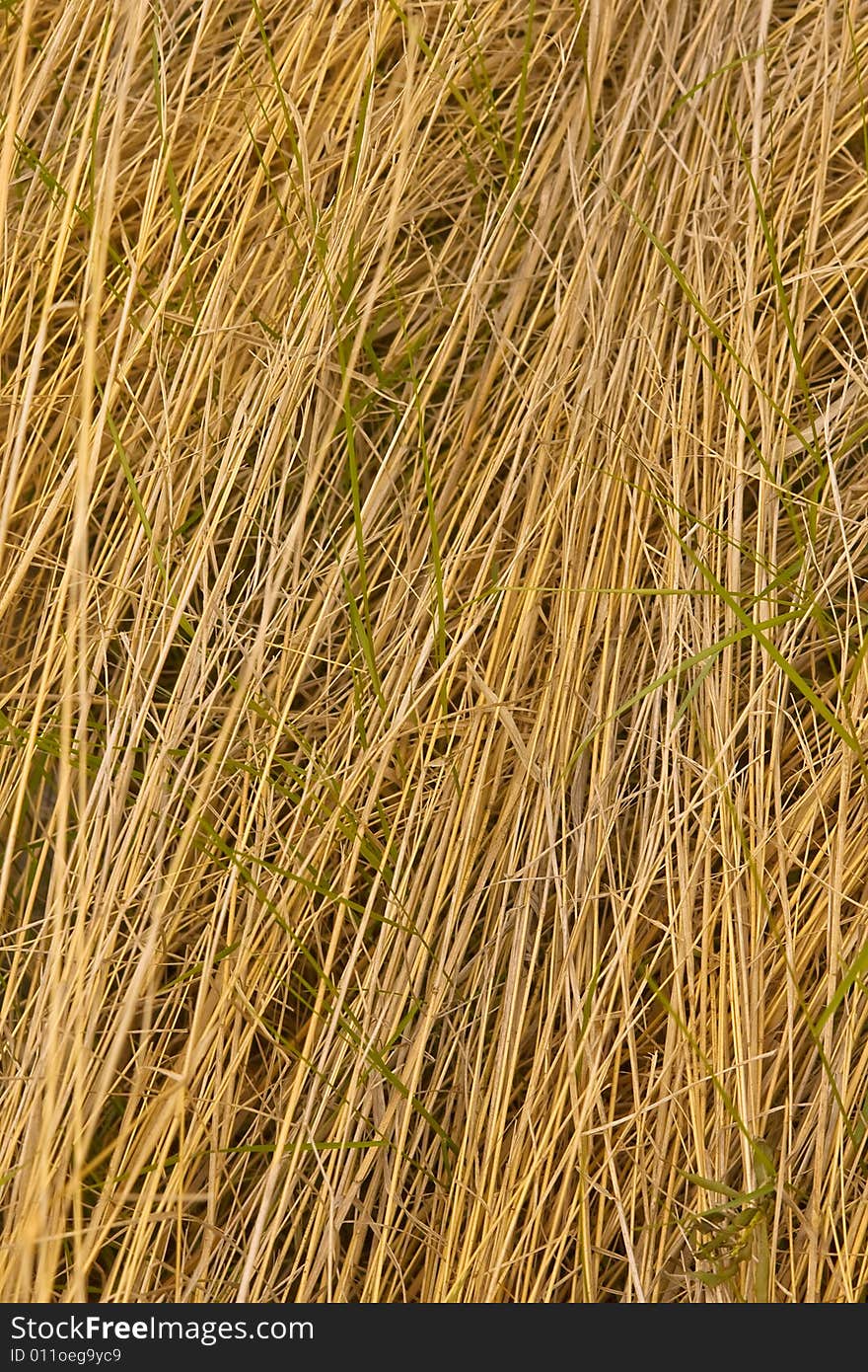 Background with stalks of a dry grass