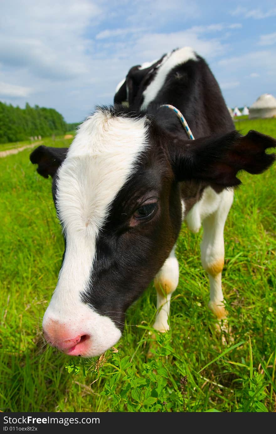 Curious cow