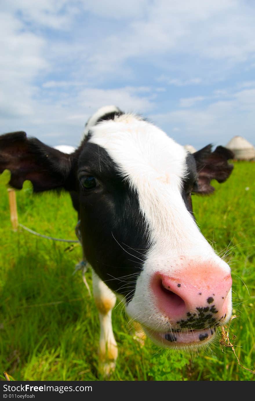 Curious cow