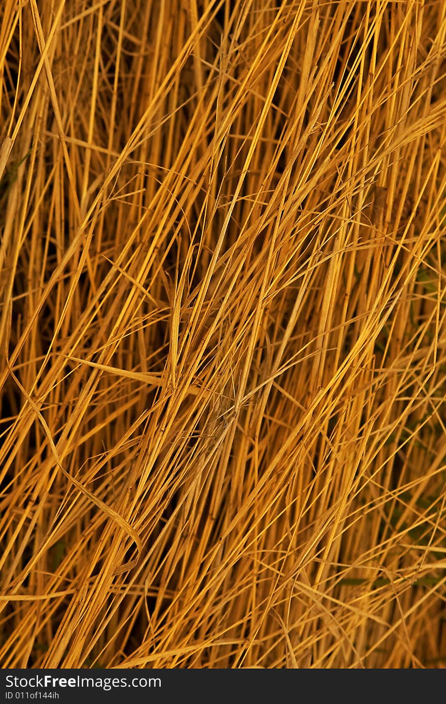 Background with stalks of a dry grass