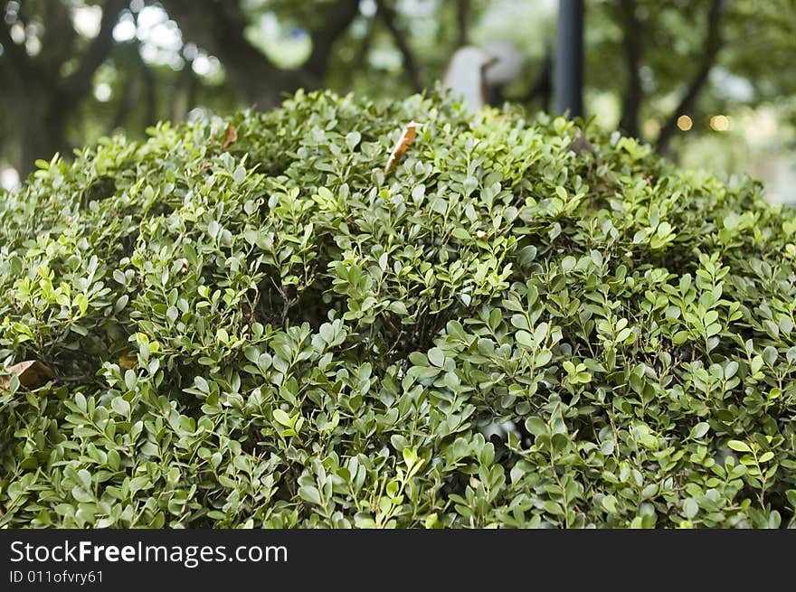 A round shaped boxtree in a park