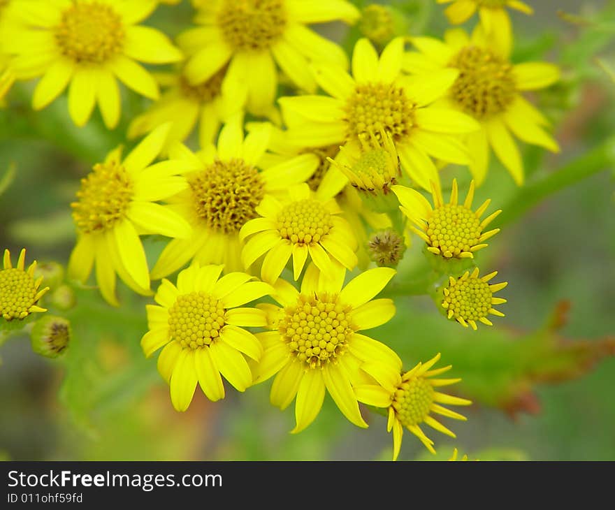 A group of yellow flowers