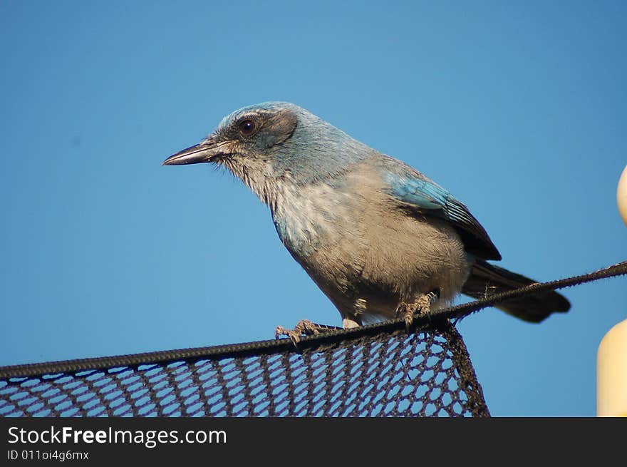 Blue jay resting on trampoline net