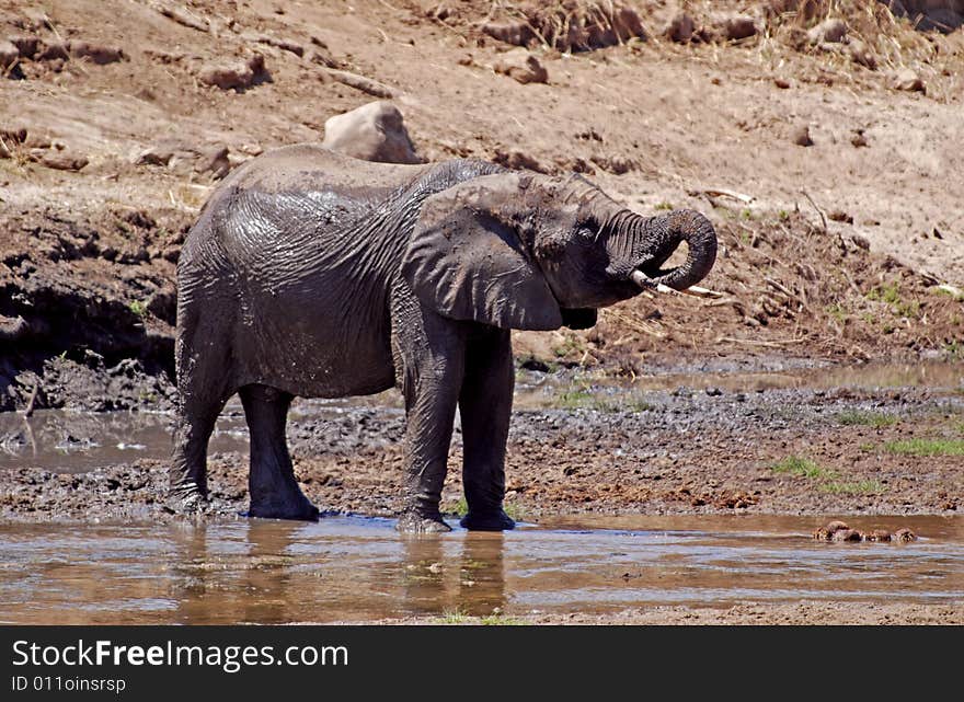 Eliphant In Tarangire N.P.