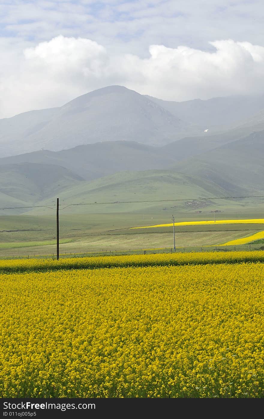 Mountain and flowers