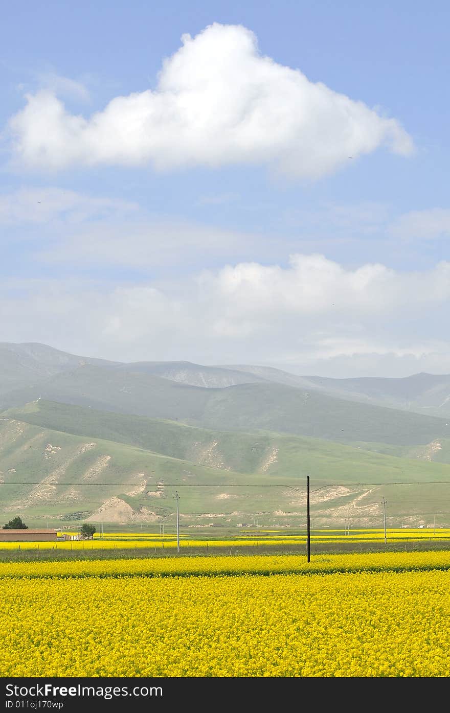 Mountain and flowers