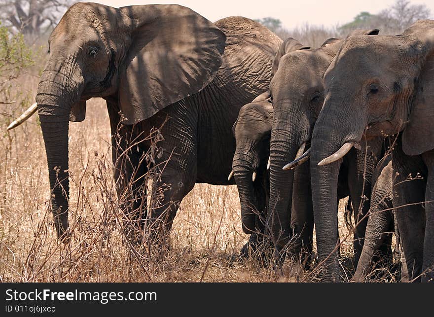 Eliphants in Tarangire N.P.