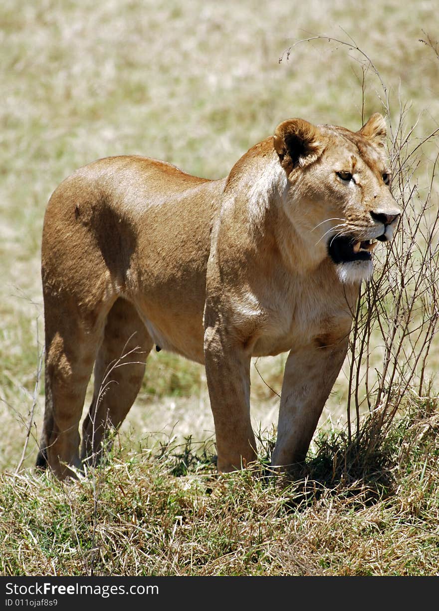 Lion in Ngorongoro N.P.