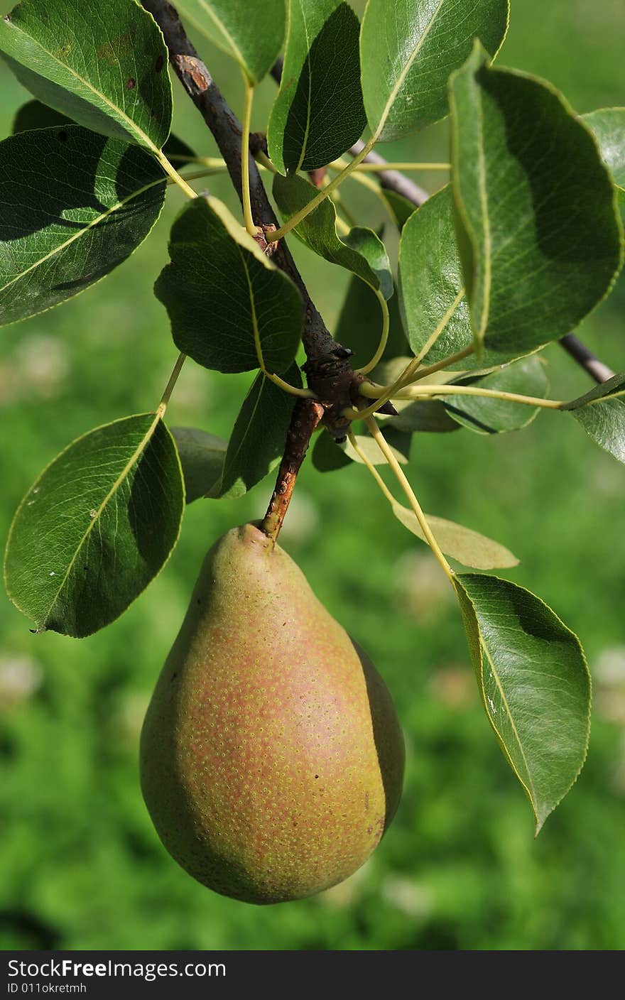 Close-up of pear on a sunny day. Close-up of pear on a sunny day