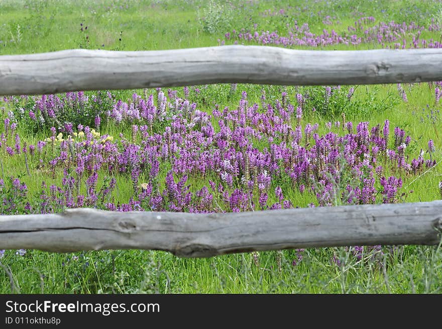 Enclosure and flowers, flower land