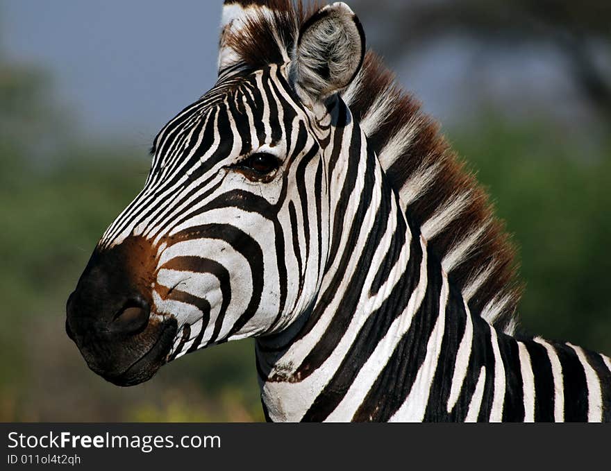 Zebra head