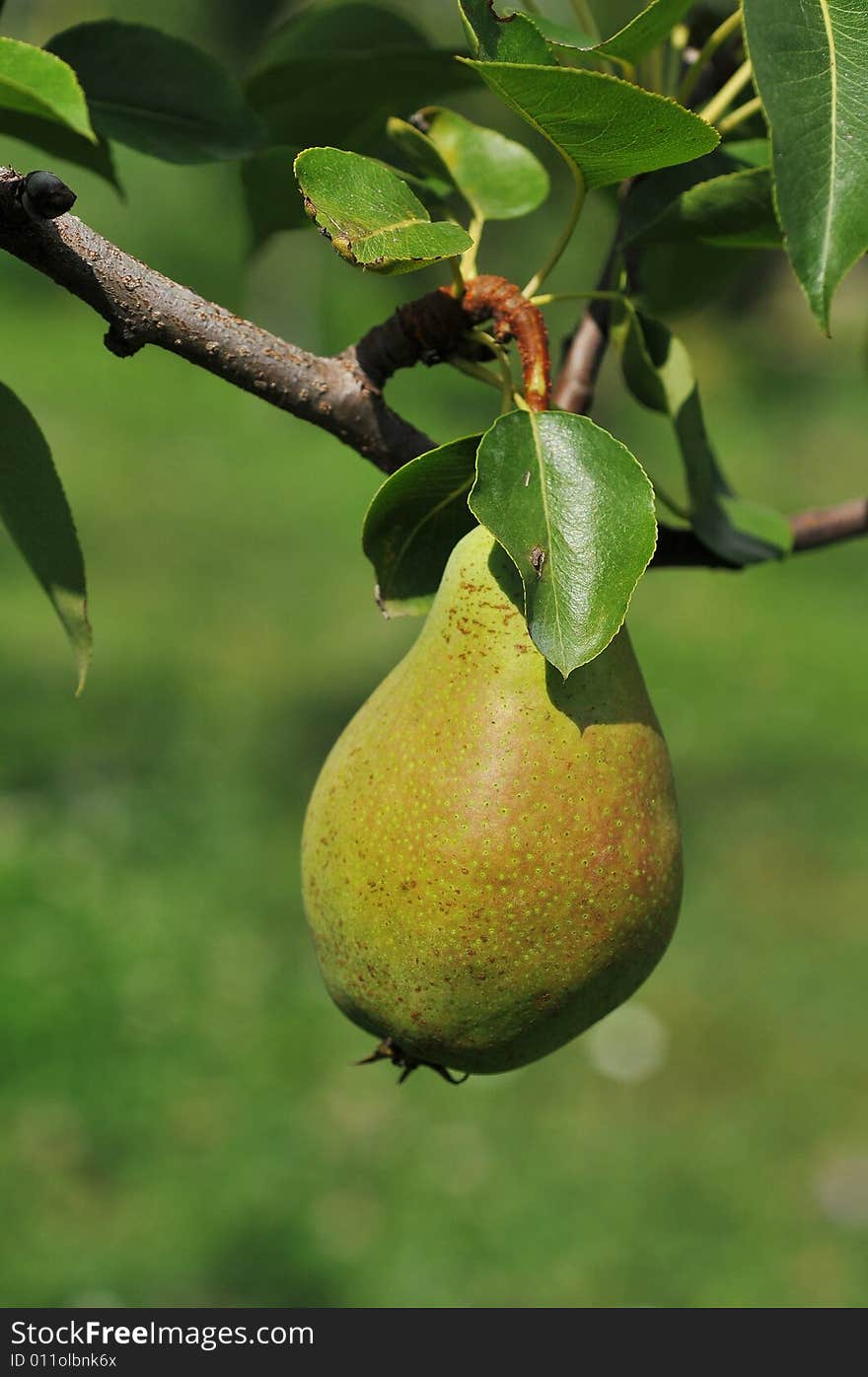 Close-up of pear on a sunny day. Close-up of pear on a sunny day