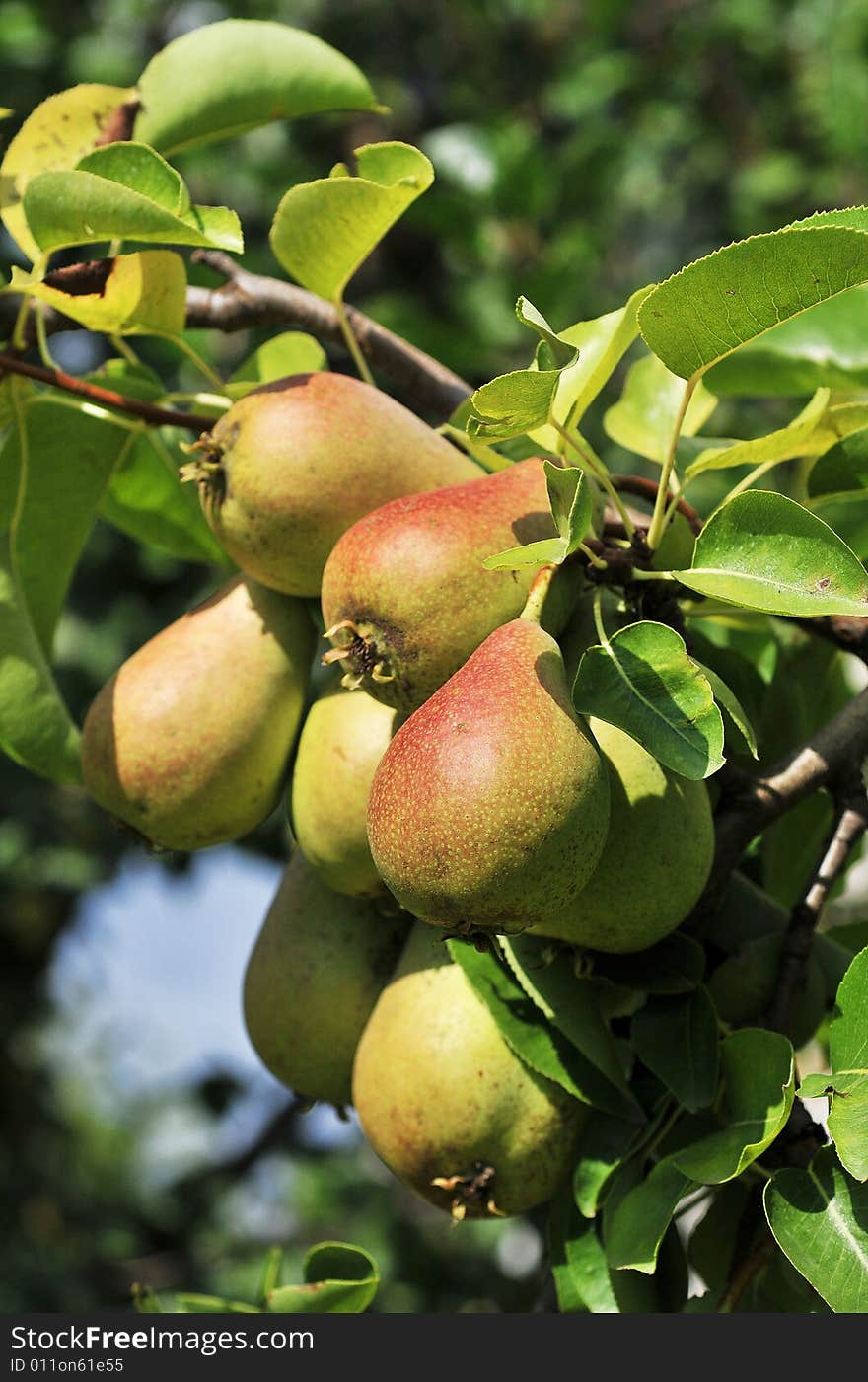 Close-up of pears on a sunny day