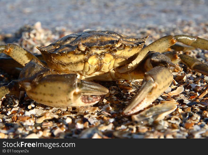 Hard-shell crab near the sea. Hard-shell crab near the sea