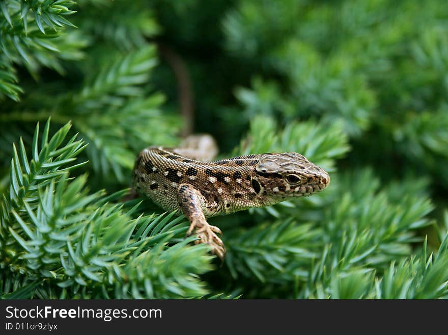 Lizard in green