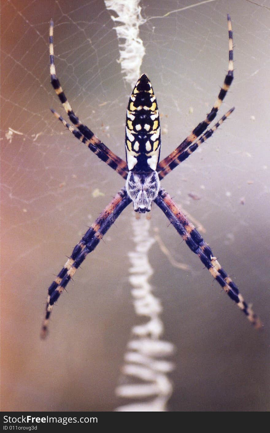 Closeup photo of a spider waiting on its web for its prey.