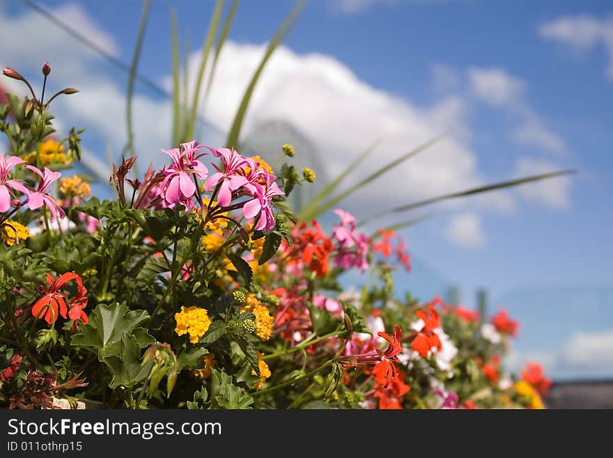 Colourd flowers  on a terrace in summer. Colourd flowers  on a terrace in summer