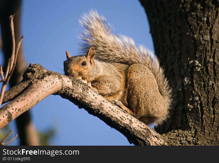 A squirrel sitting on the branch of a tree