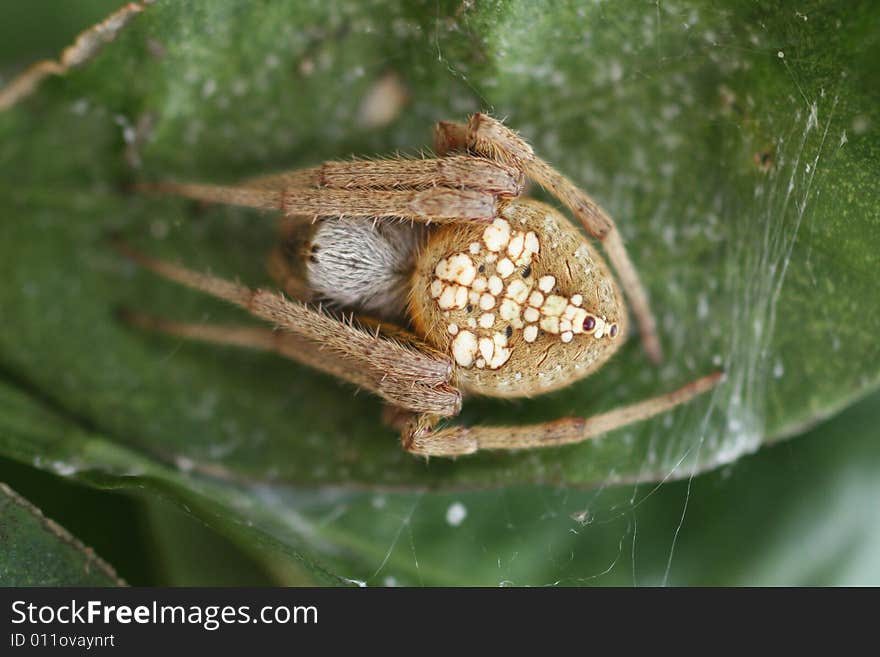 Closeup photo of a spider on a citris leaf.