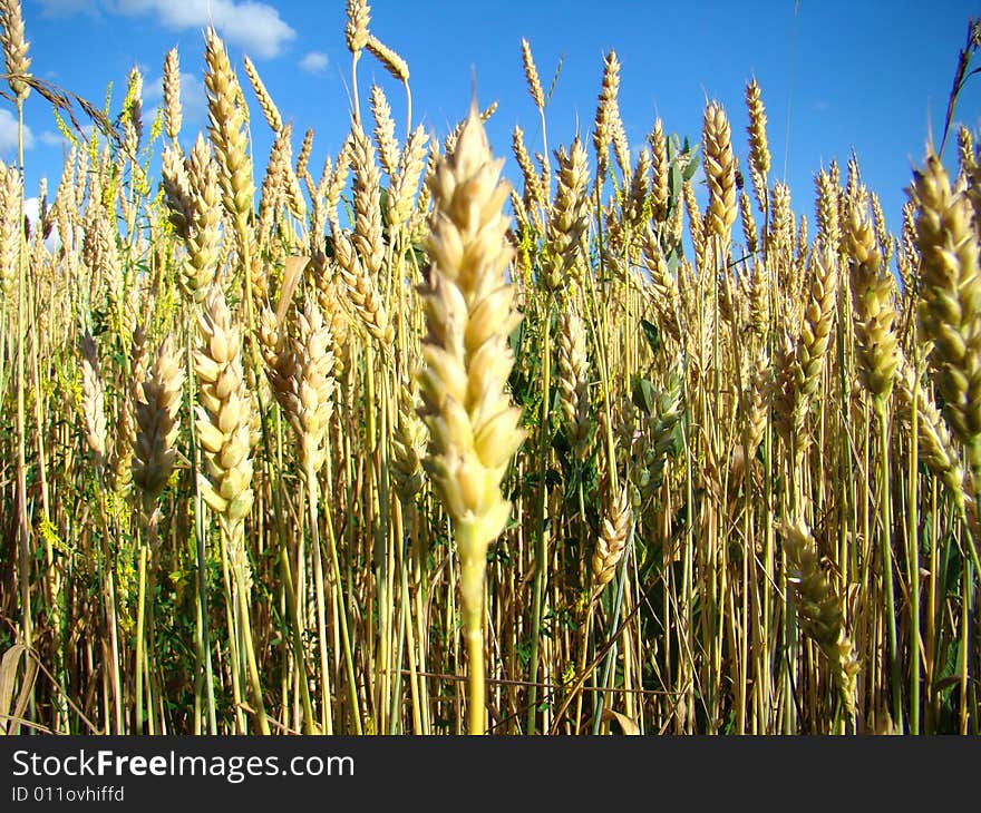 Wheat the sky a field. Wheat the sky a field