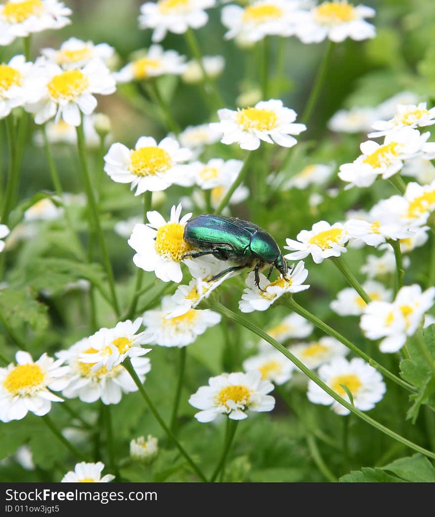 Green bug and camomiles