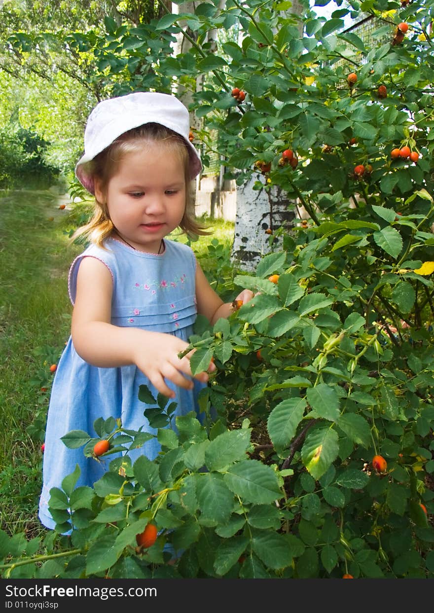 The little girl near a bush of a dogrose