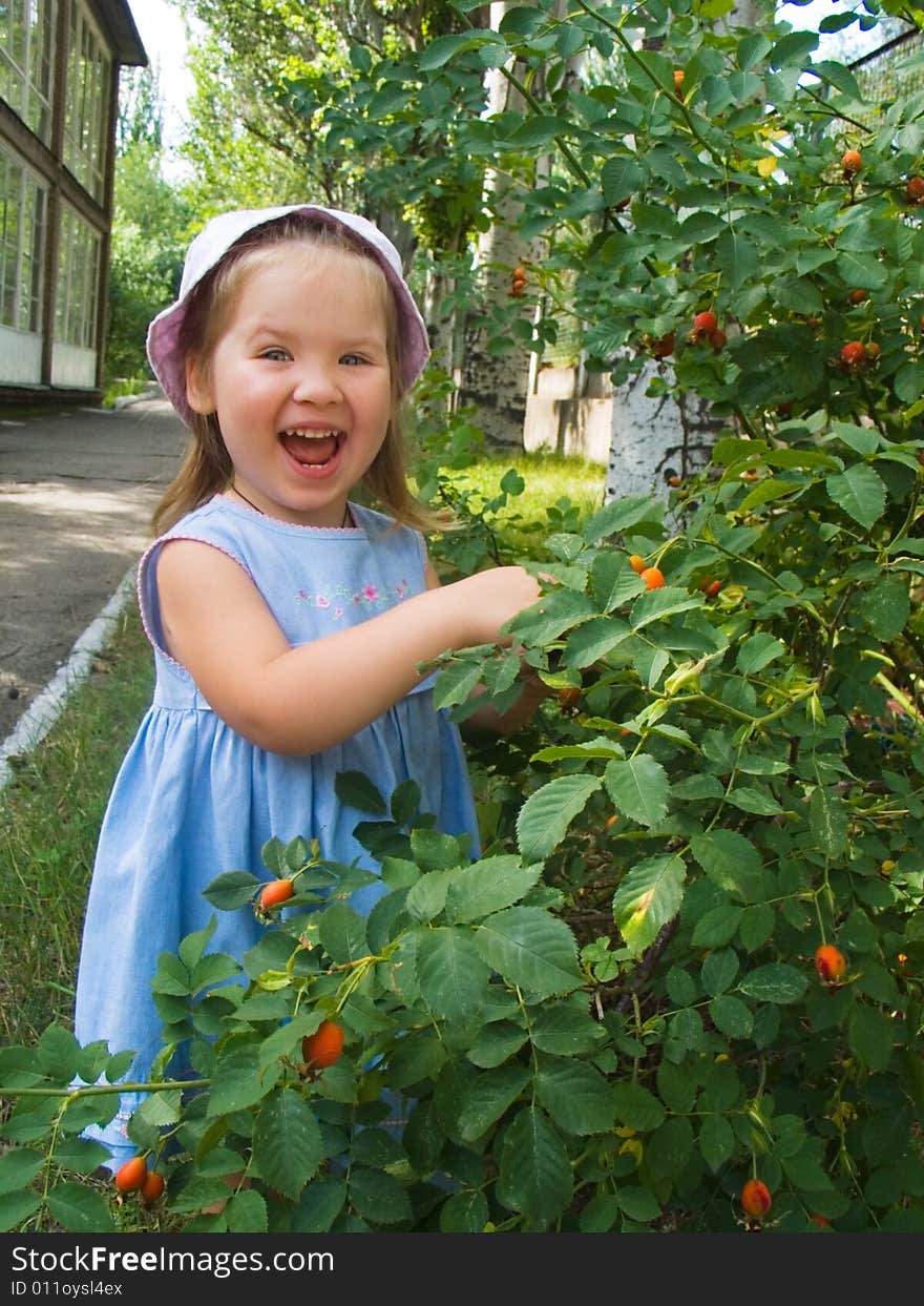 The little girl near a bush of a dogrose. The little girl near a bush of a dogrose