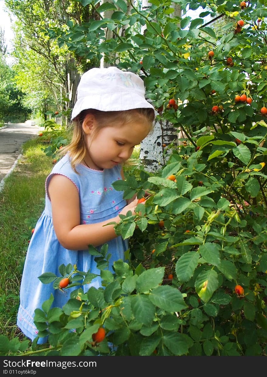 The little girl near a bush of a dogrose. The little girl near a bush of a dogrose