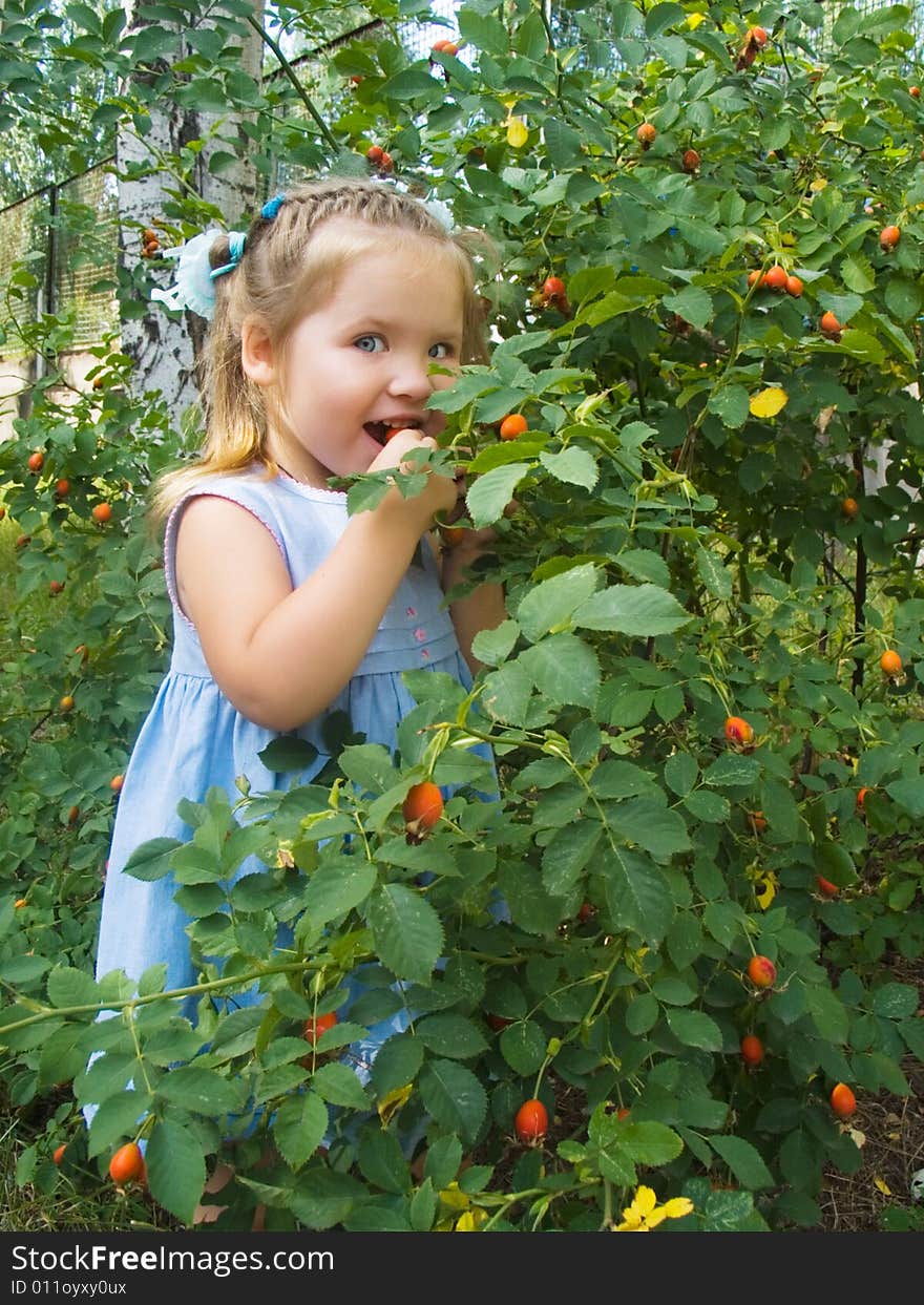 The little girl near a bush of a dogrose. The little girl near a bush of a dogrose