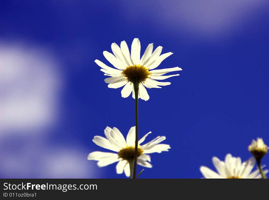 Three camomiles over blue sky