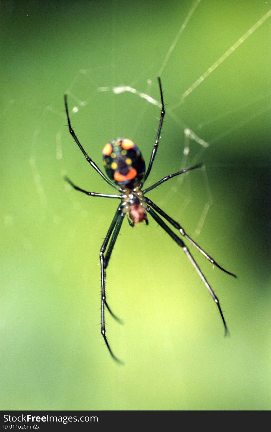 Closeup photo of a spider on a web waiting for prey.