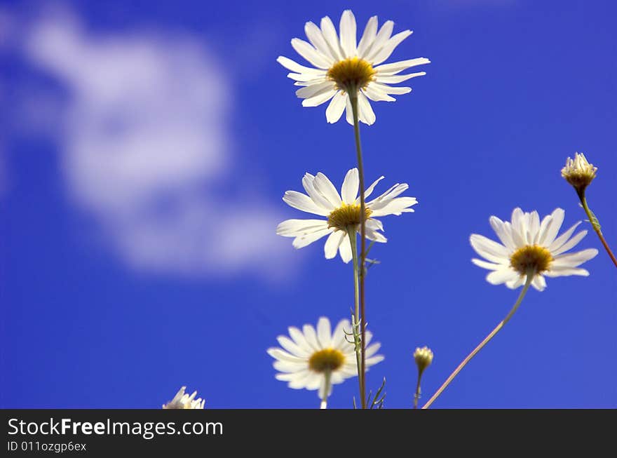 Four white and yellow camomiles over blue sky. Four white and yellow camomiles over blue sky