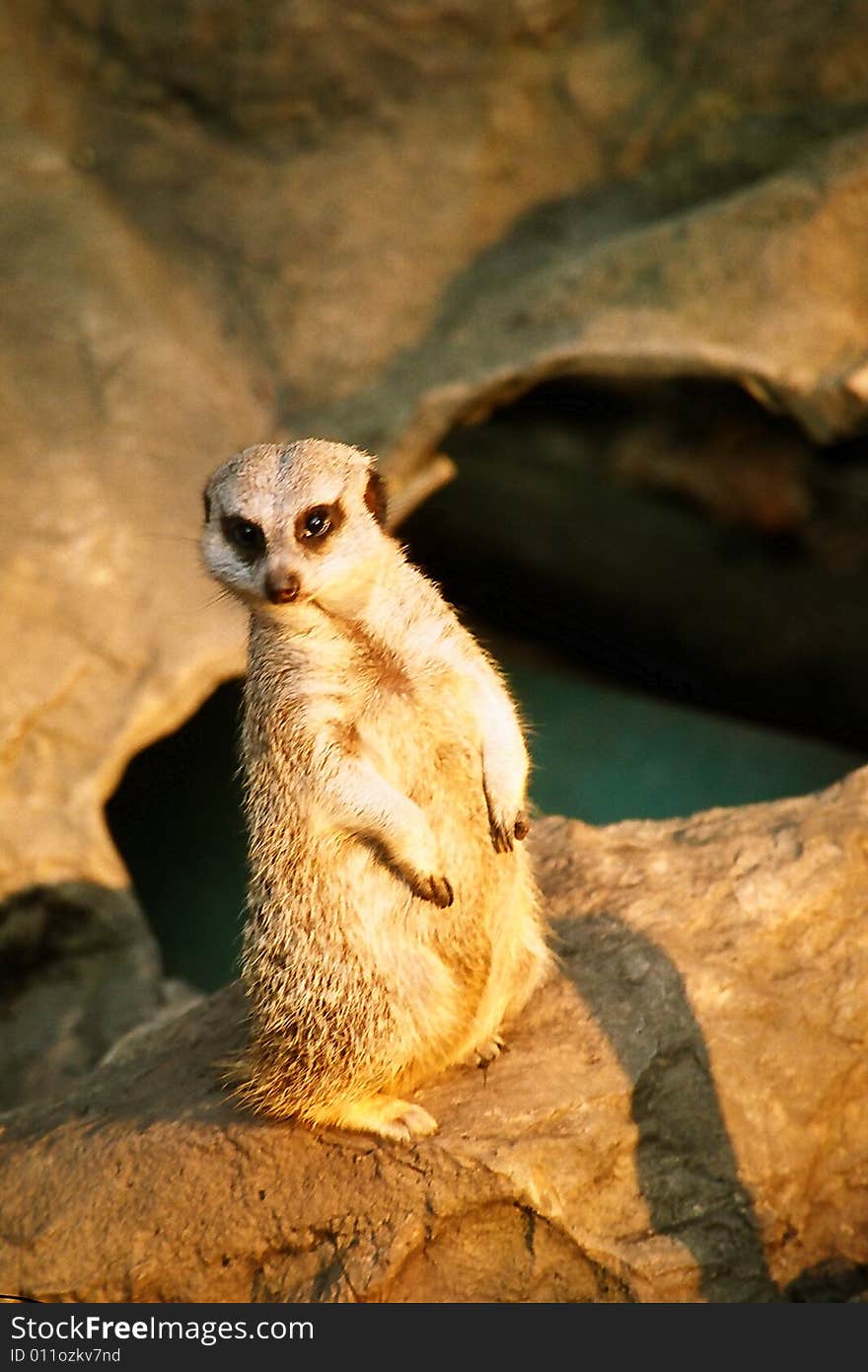 Meerkat